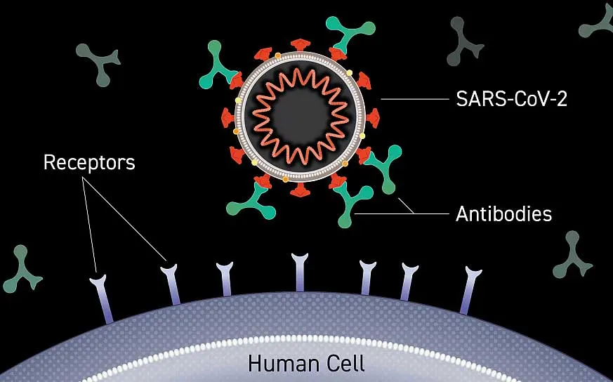 Antibody binding to SARS-CoV-2 virus NIH