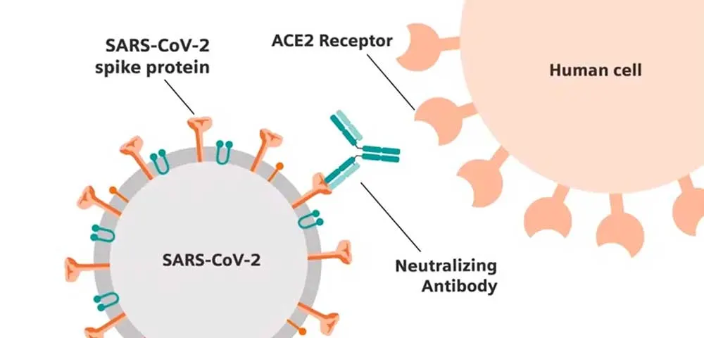 Antibody binding to SARS-CoV-2 virus Siemens