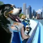 Dog-Friendly Chicago, Year-Round Travel Guide